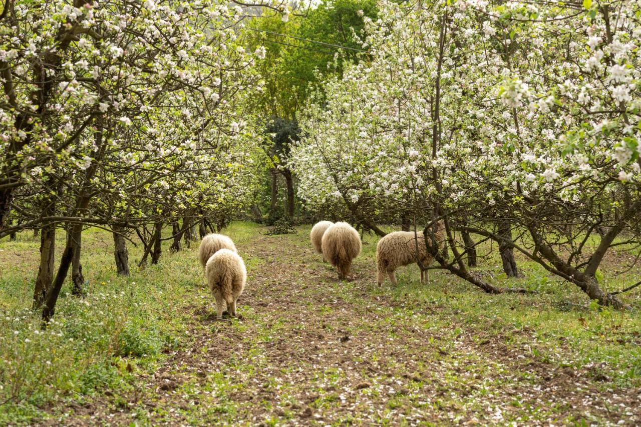 Chalé da Quinta Lavoura da Bouça - Fruta Bio Celorico De Basto Exterior foto