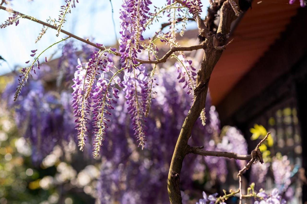 Chalé da Quinta Lavoura da Bouça - Fruta Bio Celorico De Basto Exterior foto